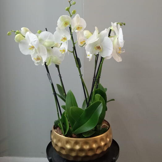 Интерьерная композиция из орхидей