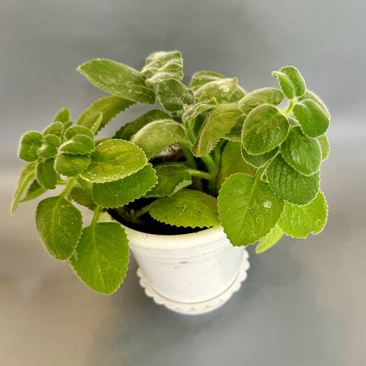 Плектрантус (комнатная мята)