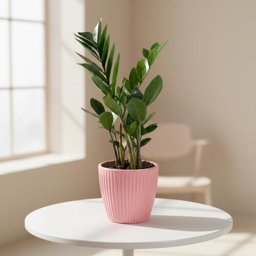 Замиокулькас в горшке кашпо, Розовый
