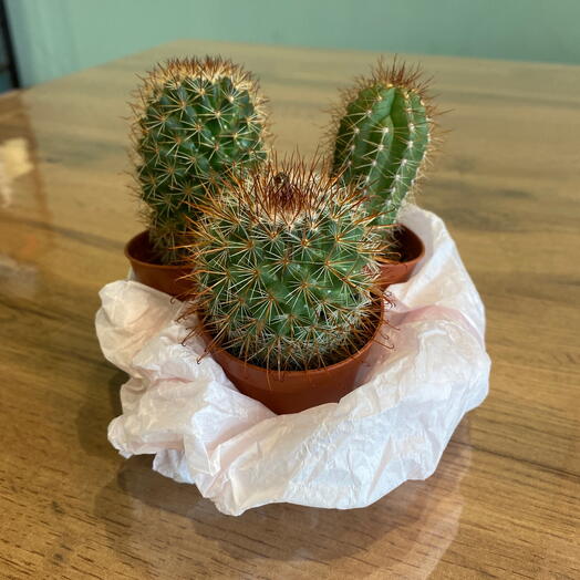 Кактусы мини набор