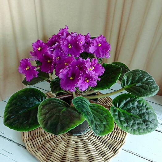 Violet (*5)