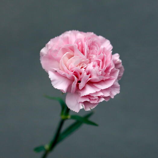 Розовая гвоздика  диантус