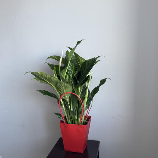 Спатифиллум d17 h70