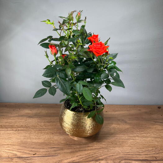 Кустовая красная роза в золотистом кашпо