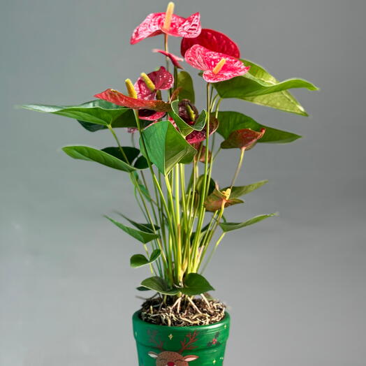Anthurium sadə dibçəkdə