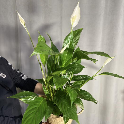 Спатифиллум