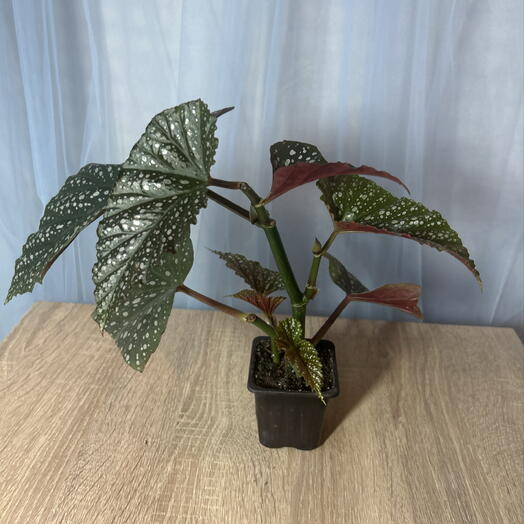 Бегония Кораллина