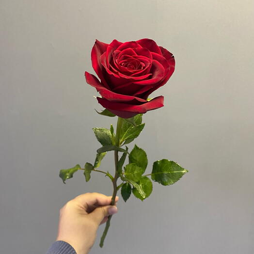 Красная Роза Explorer