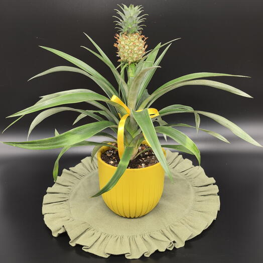 Комнатное растение ананас в желтом  кашпо на 8 марта