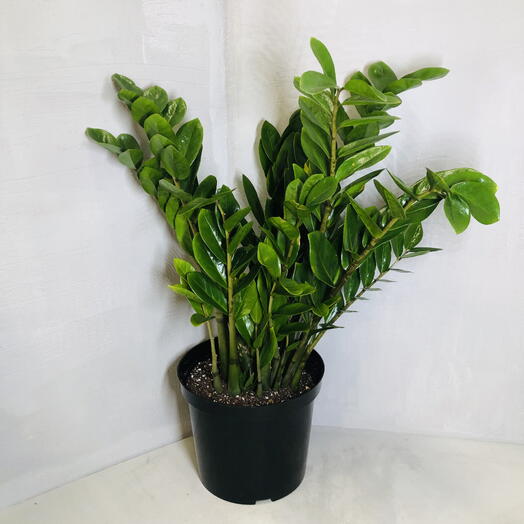 Замиокулькас высота 75 см