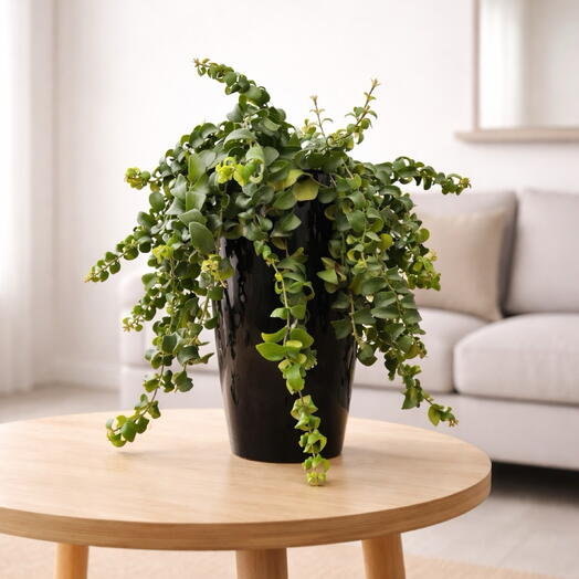 Aeschynanthus