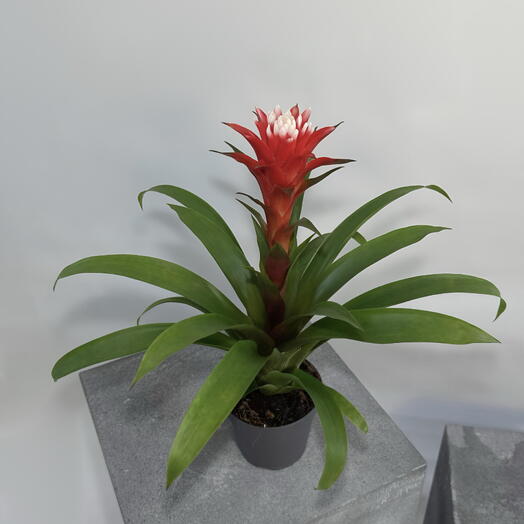 Комнатное растение Гузмания