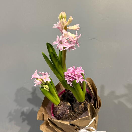 Ароматные розовые гиацинты