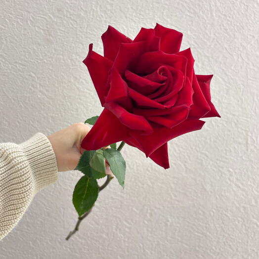 Роза французская Эксплоурер 🌹