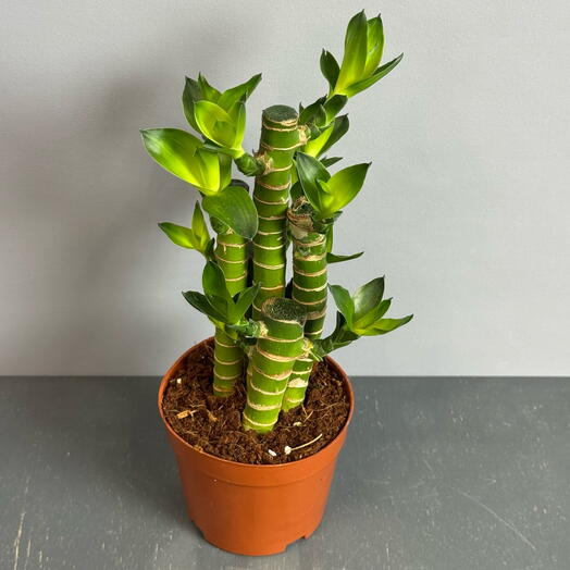 Драцена Лаки Бамбук 💚