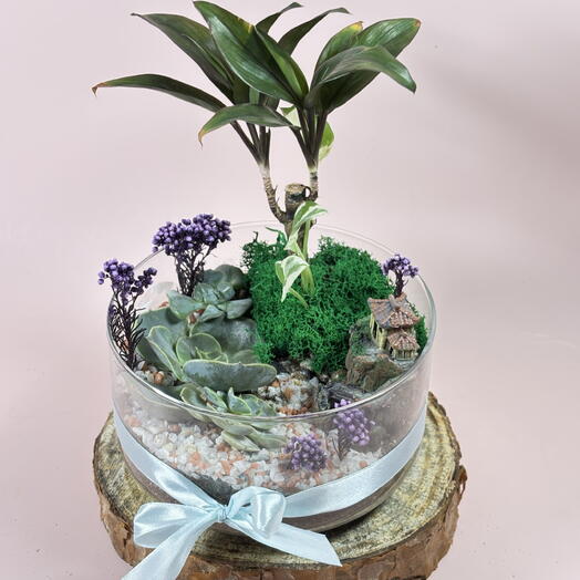 Флорариум с деревом Бонсай - живая композиция в подарок