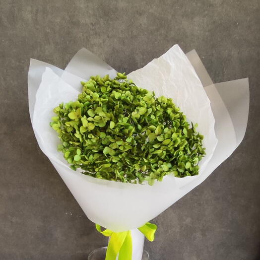 Зелёная стабилизированная гортензия 💚