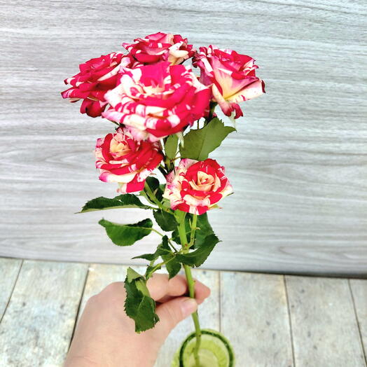 Роза кустовая белая и красная