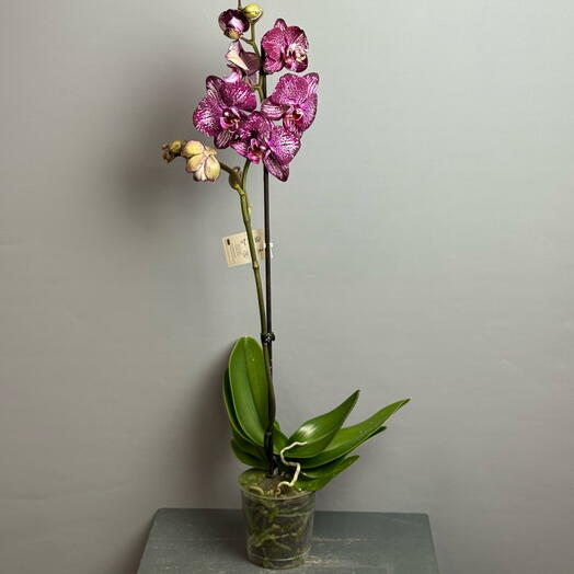 Орхидея двухцветная - редкая , невероятные переходы цвета 😍