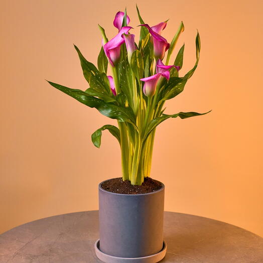 Калла в горшке