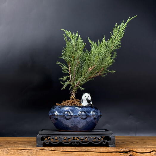 Бонсай Можжевельник, 27см, 7 лет