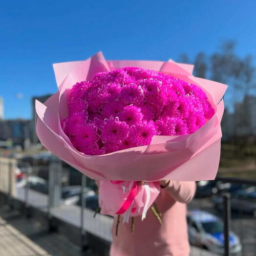 Хризантема фуксия 15
