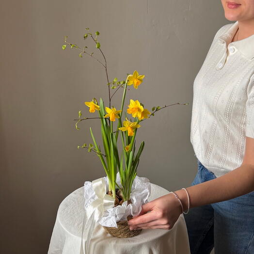 💛Весенние нарциссы в кашпо с веточками березы