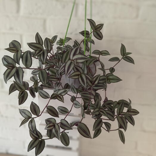 Традесканция Зебрина (Tradescantia Zebrina) в кашпо/ пестрая, полосатая, ампельная( диаметр горшка12см)