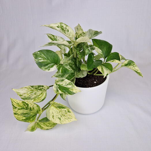 Эпипремнум комнатное растение лиана в белом горшке