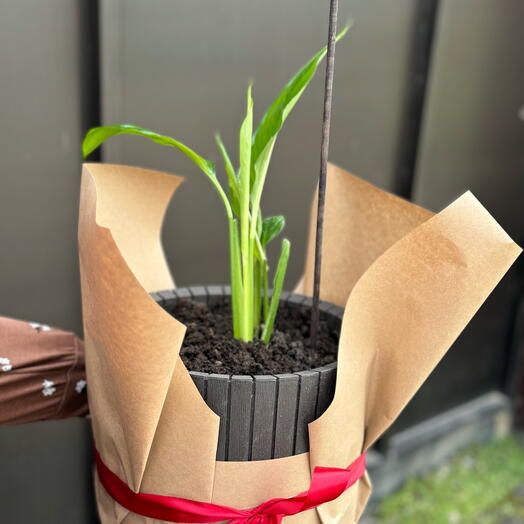 Спатифилум женское счастье Комнатное растение