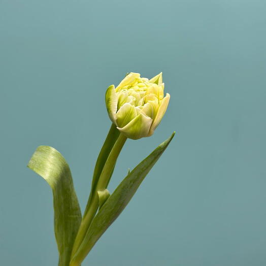 Тюльпан пионовидный 2