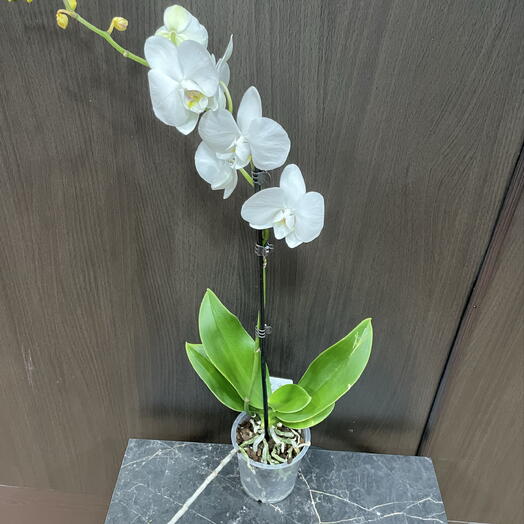 Orquídea Phalaenopsis