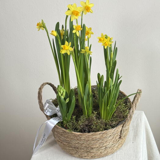 Первоцветы весенний садик в плетенном кашпо (Луковичные нарциссы)