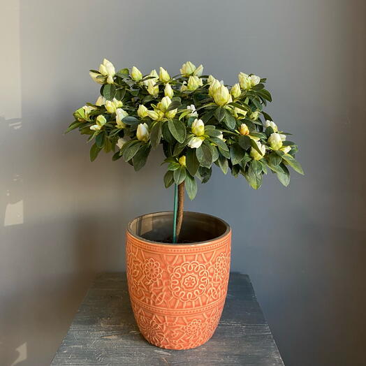 Азалия в кашпо белая