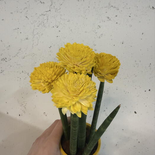 Сансевиерия yellow 💛