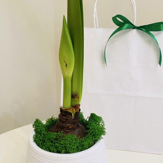 Амариллис + подарочный пакет