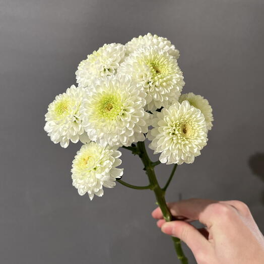 Хризантема Сантини (white)