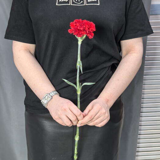 Гвоздика