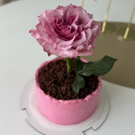 🌷 Бенто торт Макси с живым цветком в горшочке