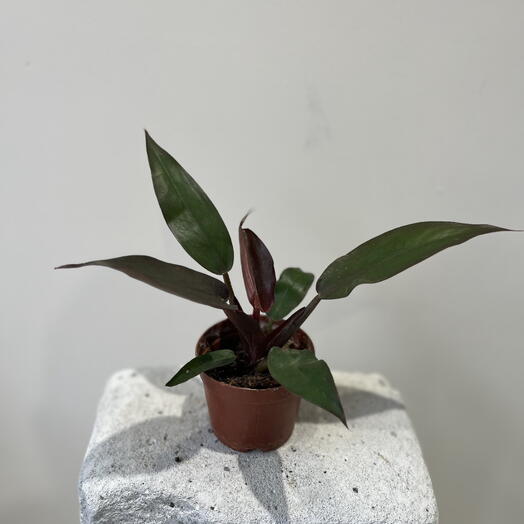 Филодендрон Грин Принцесс🌱 Маленький