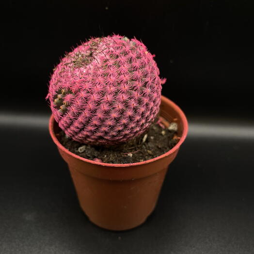 Кактус 🌵🩷🔥