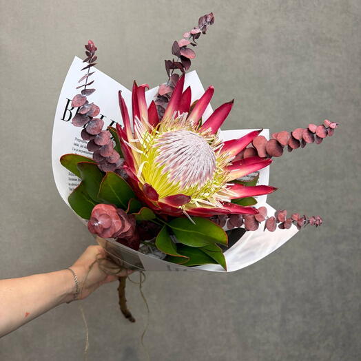 Uno protea