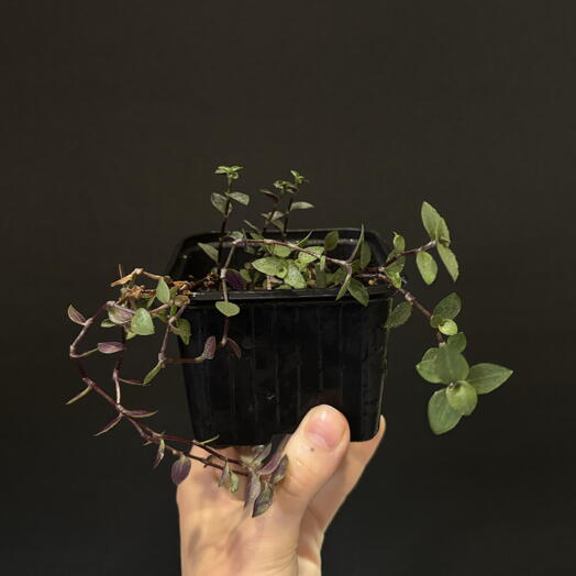 🌿 Каллизия мелколистная