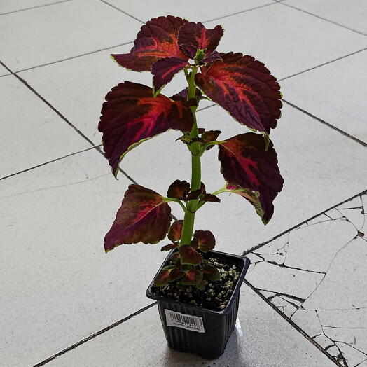 Coleus 2