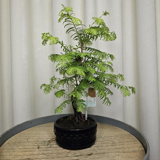 Бонсай Метасеквойя/Metasequoia