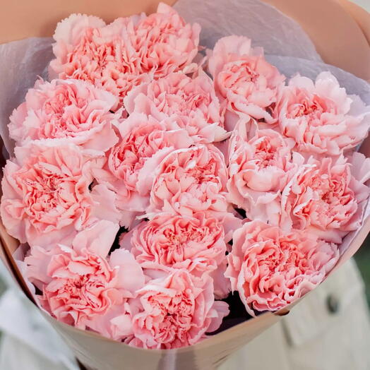 Bouquet of 15 pink carnations in a cream wrap