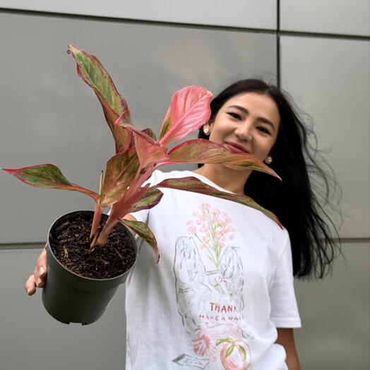Аглаонема jungle red🌿