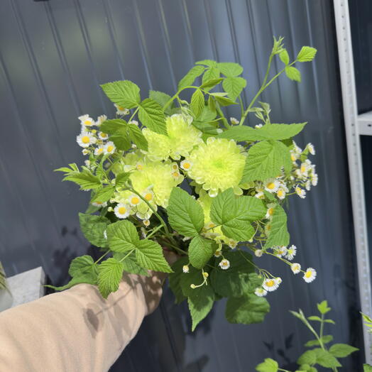 Летний яркий стойкий букет салатовый 💚 ромашки без упаковки