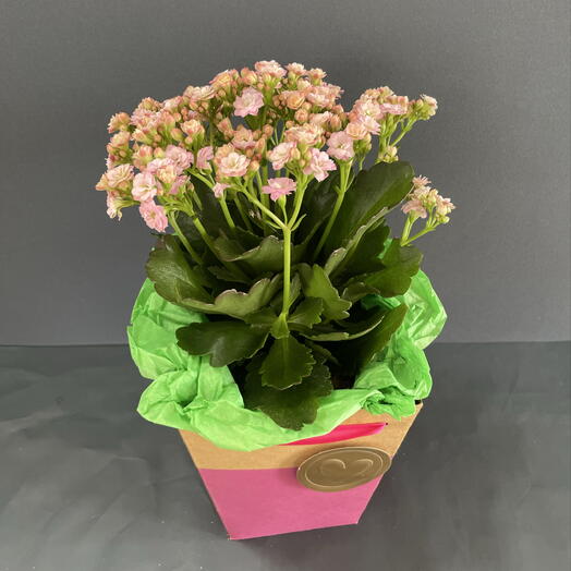 Kalanchoe naranja