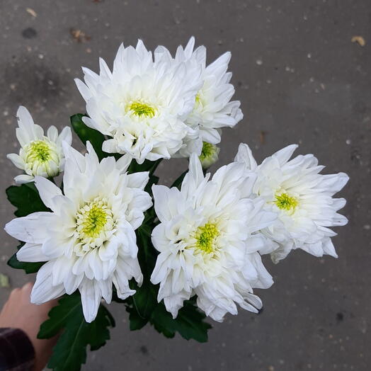 Хризантема зембла белая